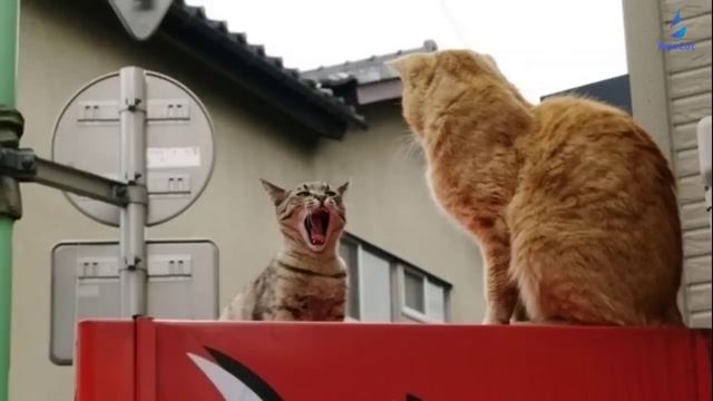 Топ 10 Мяуканье кошек которые бесят вашего кота или собаку - прикол над своим котом! смотреть онлайн
