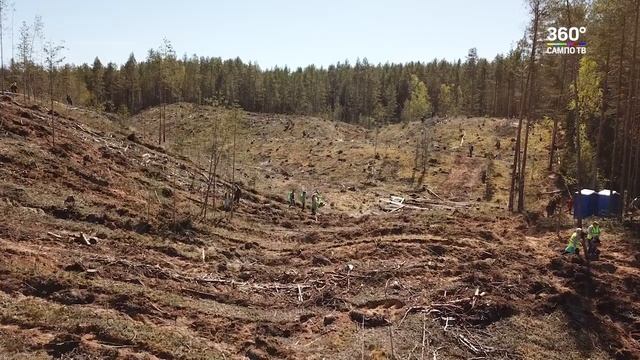 В Карелии прошел Всероссийский день посадки леса смотреть онлайн
