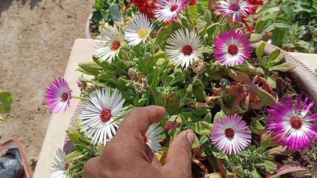 ice plant care tips смотреть онлайн