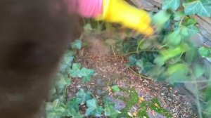 ПЛЮЩ садовый. HEDERA helix. Как сажаю, размножаю плющ.