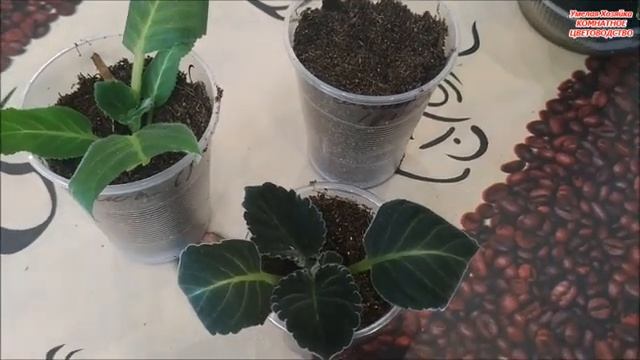 Глоксиния ПОГИБЛА ❌ КАК СПАСТИ и укоренить ВЯЛЫЙ ЛИСТИК и НЕ потерять красивый сорт⁉️ смотреть онлайн