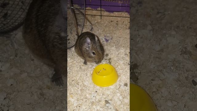 Белка Дегу кушает орешки смотреть онлайн