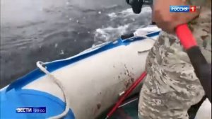 Гигантских тунцов поймали в Приморье
