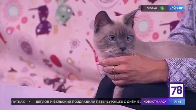 Полезное утро о мытье котов смотреть онлайн