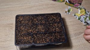 Как сажать бакопу . Как сажать семена бакопы.