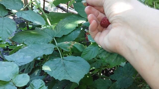 Ремонтантная Малина сорт*Брусвяна*одна из лучших сортов малины. смотреть онлайн