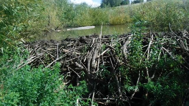 Река Каменушка.Бобровая плотина. смотреть онлайн