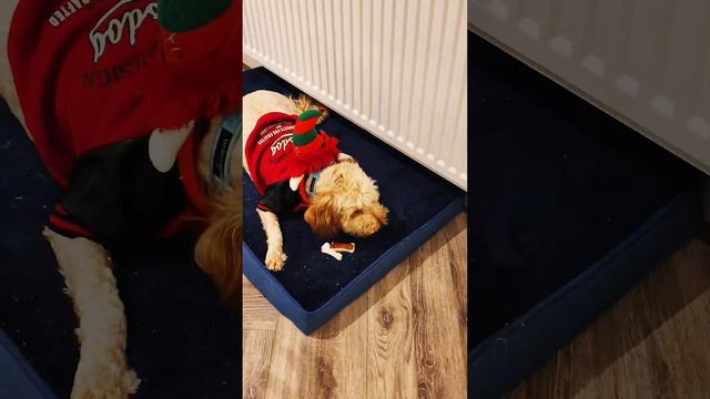 Look what my elves did to my dogs ￼24 December 2023 смотреть онлайн