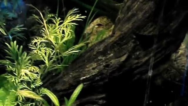 Betta Tank, Amazon Biotope Aquarium, & Clownfish FOWLR Aquarium смотреть онлайн