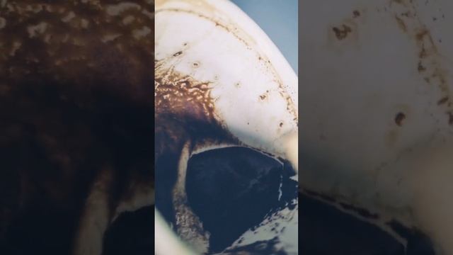 ❗️❗️ТОЧНОЕ ПРЕДСКАЗАНИЕ на важные СОБЫТИЯ??❤️ #ОляТаро #кофе #кофейнаягуща #гуща #гадание #любовь смотреть онлайн