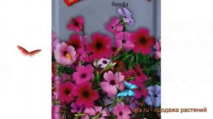 Вискария обыкновенный Нимфа (nimfa) ? вискария Нимфа обзор: как сажать семена вискарии Нимфа