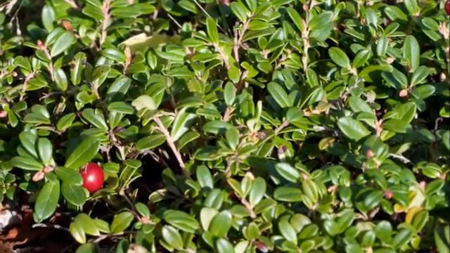 Partridge Berry смотреть онлайн