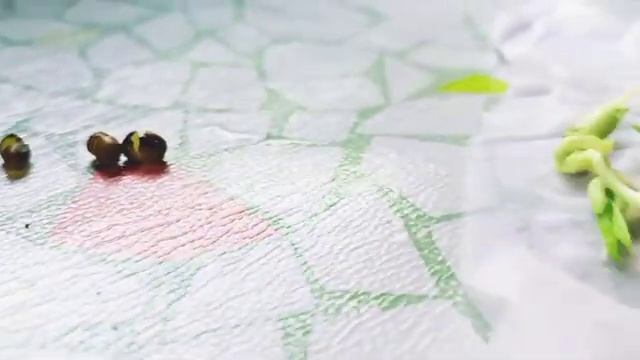 Sprouting mongo seeds in 5 Days