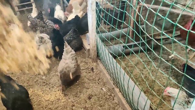 Отбираю кур на развод. смотреть онлайн