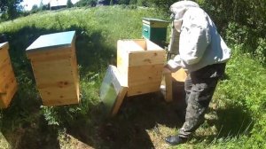Пчелиная пасека с нуля. 5 серия. Матки нет. Разгоняем зеленый улей (1).mp4