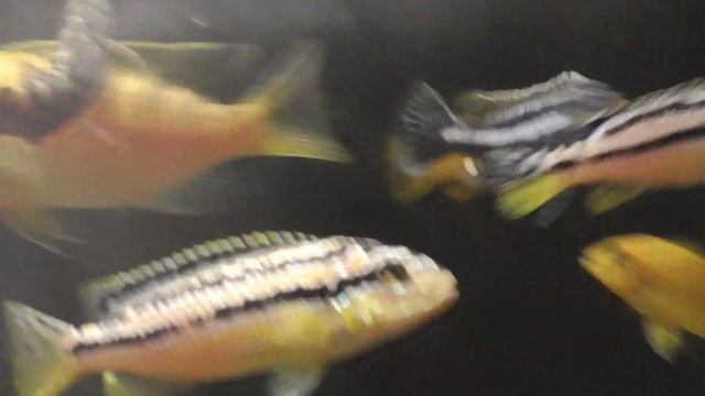 Меланохромис ауратус - Melanochromis auratus смотреть онлайн