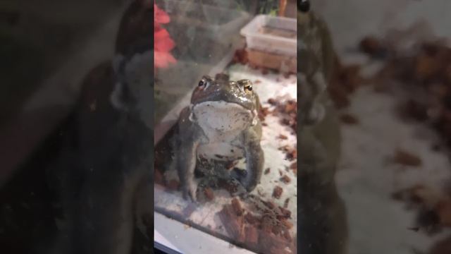 КОЛОРАДСКАЯ ЖАБА смотреть онлайн