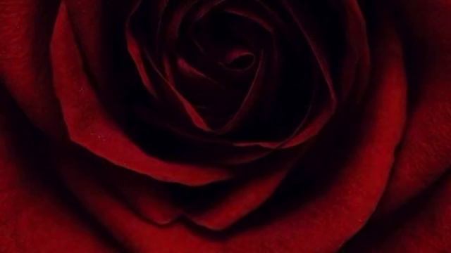 A Red Red Rose by Robert Burns смотреть онлайн