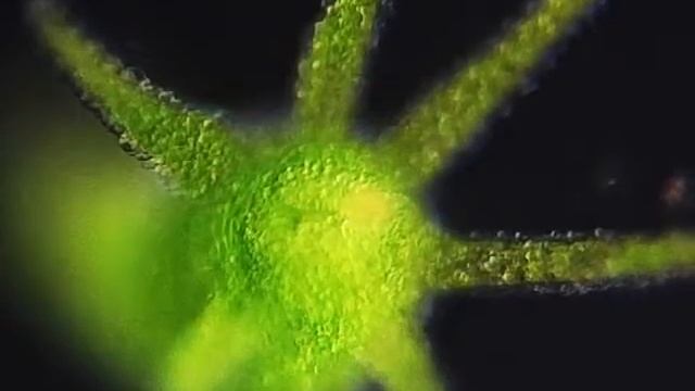 Hydra vulgaris. Гидра обыкновенная или аквариумная. смотреть онлайн