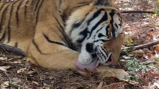 Kody Antle Walks With A 600 Pound Tiger! | Myrtle Beach Safari смотреть онлайн