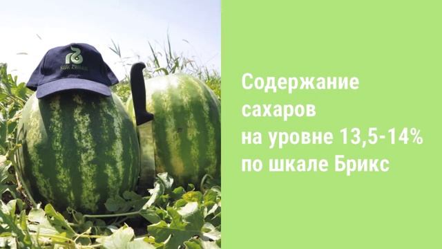 Арбуз Кримсон Свит от Райк Цваан - Юкон RZ F1 смотреть онлайн