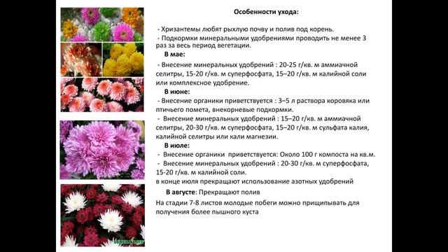 Все о хризантеме смотреть онлайн