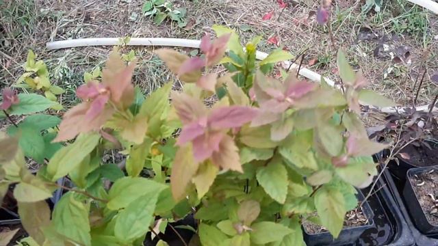 Мій розсадник#частина моїх рослин#продаж багаторічників#продаждекоркущів#продажвуличнихсукулентів смотреть онлайн