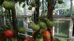 Обзор томатов Косово и Подсинское чудо. Дегустация томатов