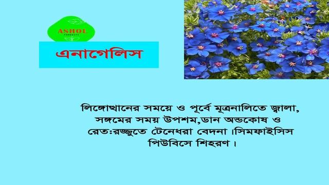 Blue pimpernel,blue-scarlet pimpernel,Anagallis arvensis Linn.এনাগেলিস смотреть онлайн