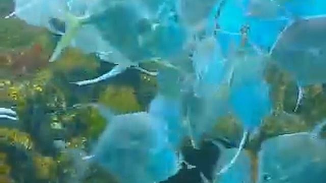 Вомеры или Селены. Lookdown fish, Selene dorsalis. смотреть онлайн