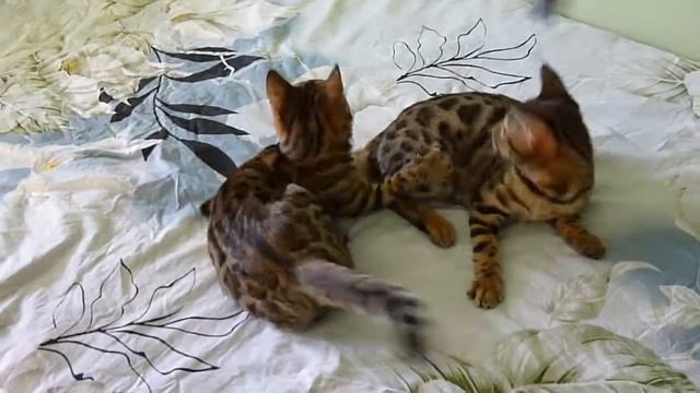 Бенгалы смотреть онлайн