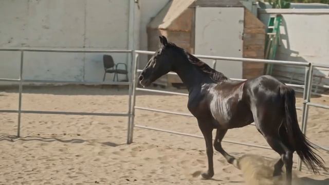 Учим Животных на английском, Корова, Корокодил, Цыпленок, Динозавр, Развивающие Мультики для Детей смотреть онлайн
