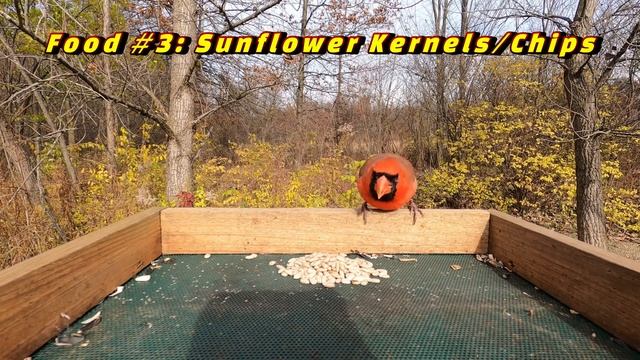 What do CARDINALS eat? (6 foods that attract Northern Cardinals) смотреть онлайн