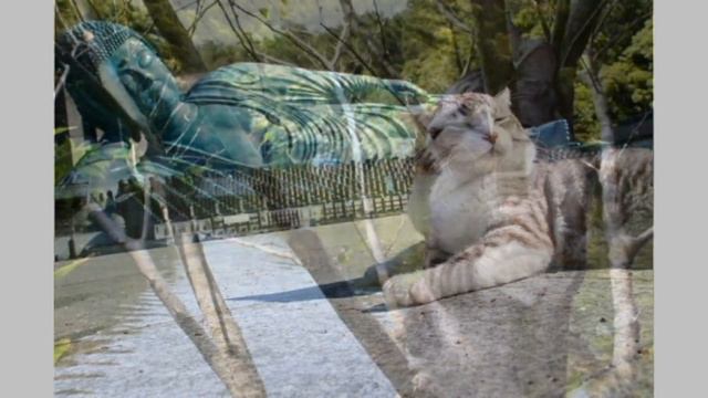 Путешествие кота пушистика Нянкити по Японии смотреть онлайн