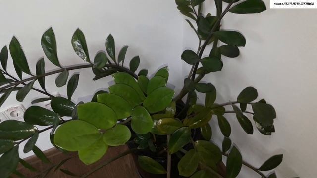 Могут ли КОМНАТНЫЕ РАСТЕНИЯ развиваться БЕЗ СОЛНЕЧНОГО СВЕТА. смотреть онлайн