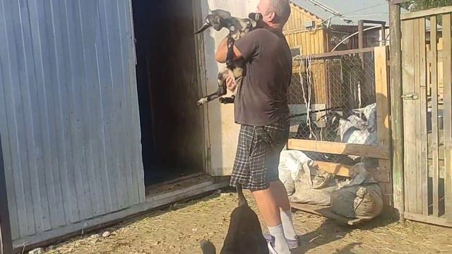 Мое дружное хозяйство. Коза начала есть. #рек #short #топ #козы #рекомендации смотреть онлайн