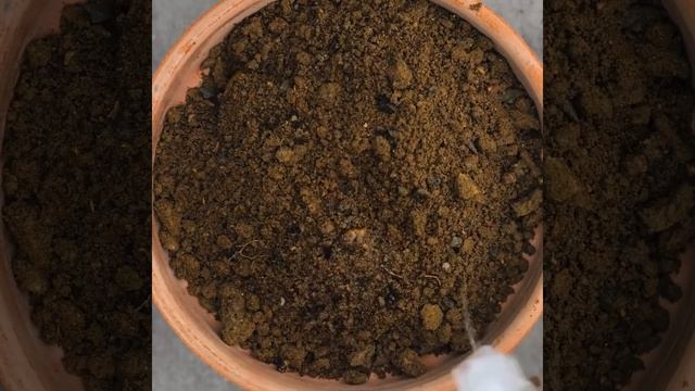 НЕВЕРОЯТНЫЕ ЛАЙФХАКИ ДЛЯ САДОВОДОВ смотреть онлайн