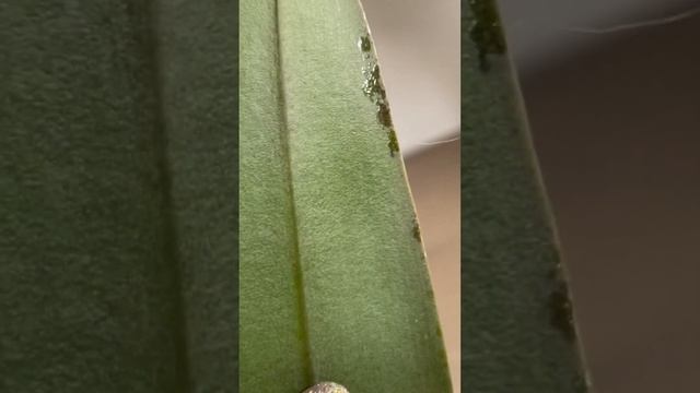 125. Интересный феномен гуттации: липкие капли на листьях орхидей #Орхидейная Азбука смотреть онлайн