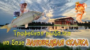 Незабываемая рыбалка на рыболовно-охотничьей базе ЗАПОВЕДНАЯ СКАЗКА.
Трофейный сазан