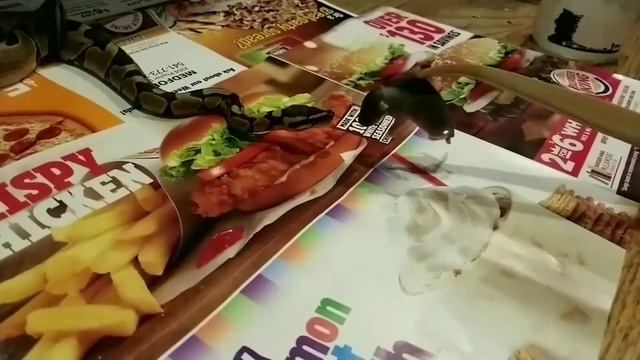 Wow!! Slow Mo Ball python strike! смотреть онлайн