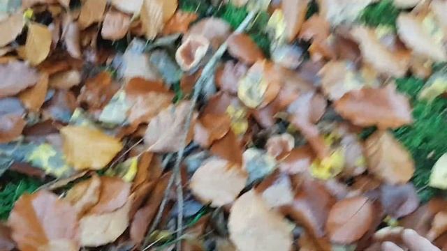 Это что творится в лесу.. 381 смотреть онлайн