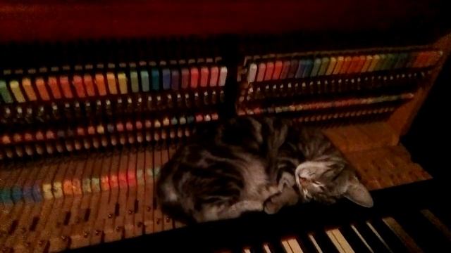 Котёнок спит на пианино Ж Оффенбах Кан-кан смотреть онлайн