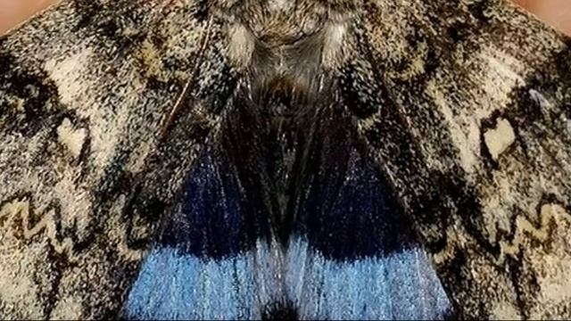 Новый проектКОЛЛЕКЦИЯ САМЫХ КРАСИВЫХ БАБОЧЕК В МИРЕ смотреть онлайн
