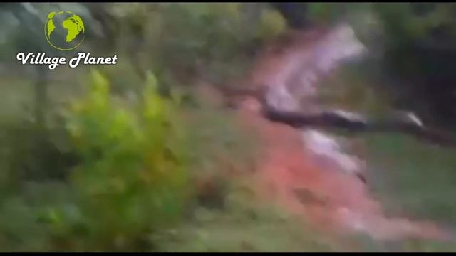 Giant Anaconda Snake in Tamil Nadu / Tirunelveli Kadayanallur Forest | Village Planet - HD смотреть онлайн
