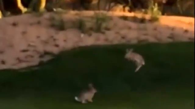 Как прыгают кролики Bunnies Rabbits Jumping смотреть онлайн