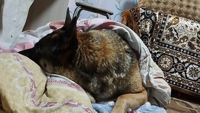 Искупались перед операцией(((