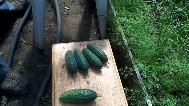 Первый огурец пошёл смотреть онлайн