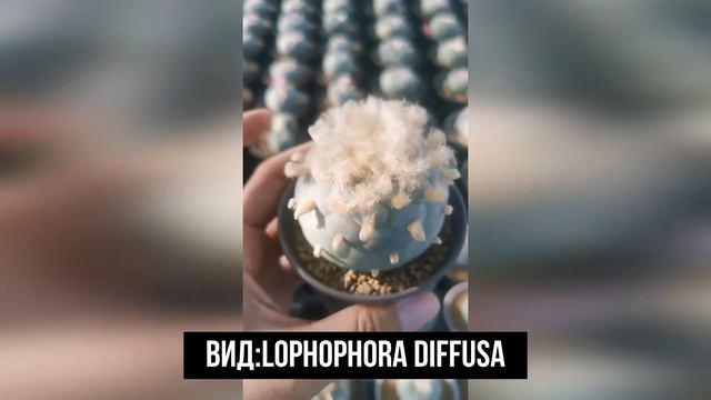 Кактус Lophophora смотреть онлайн