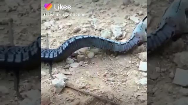 Змея ку-ку валым смотреть онлайн
