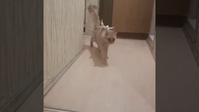 Кошка и попугай любовь и дружба Cat and parrot love and friendship смотреть онлайн